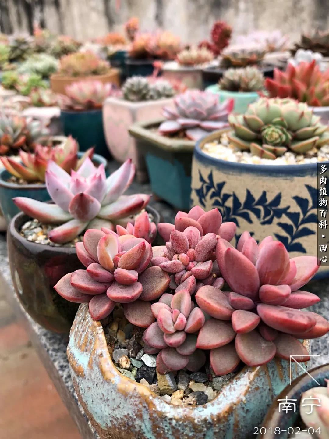 美肉再一次袭来，惊艳了时光，温柔了岁月！