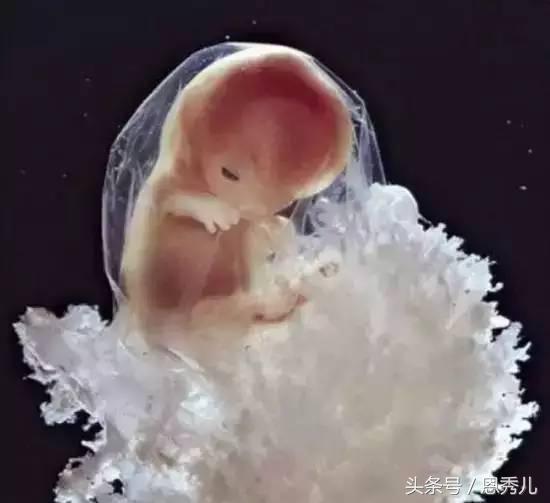 摄影大师花费10年，用镜头记录精子与卵子结合并发育成长的过程！