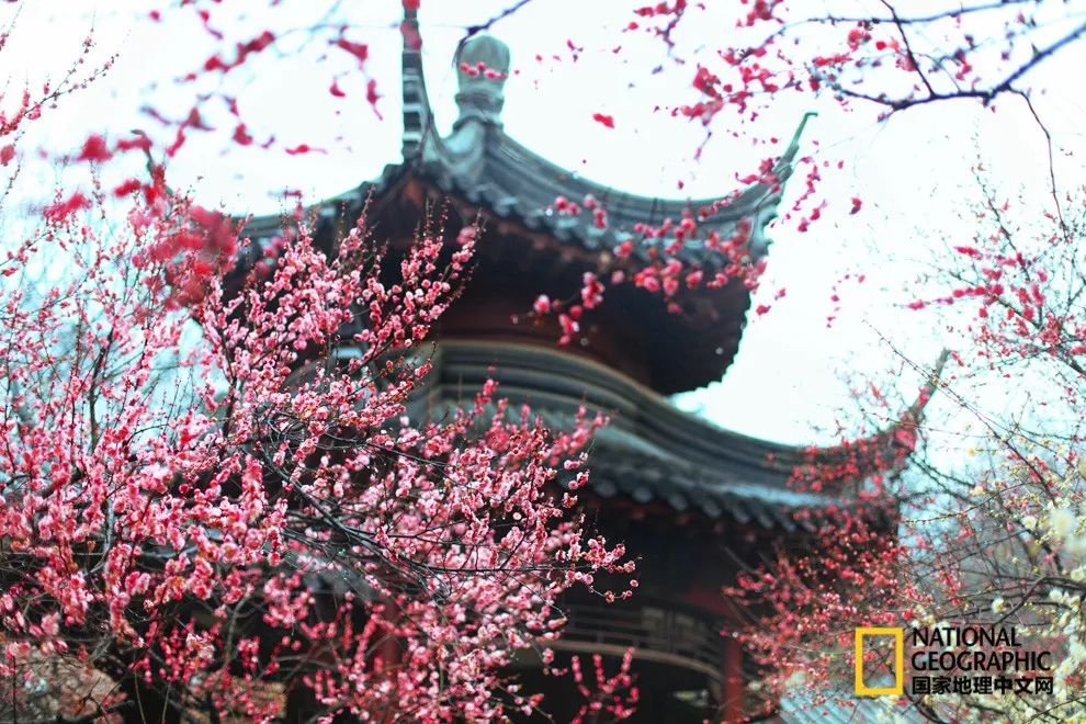 错过需再等一年！来南京看万株梅花海“淡粉宫妆”！