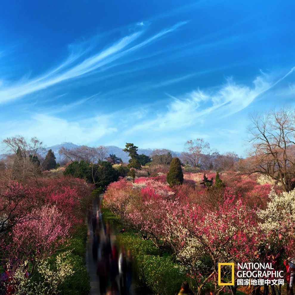 错过需再等一年！来南京看万株梅花海“淡粉宫妆”！