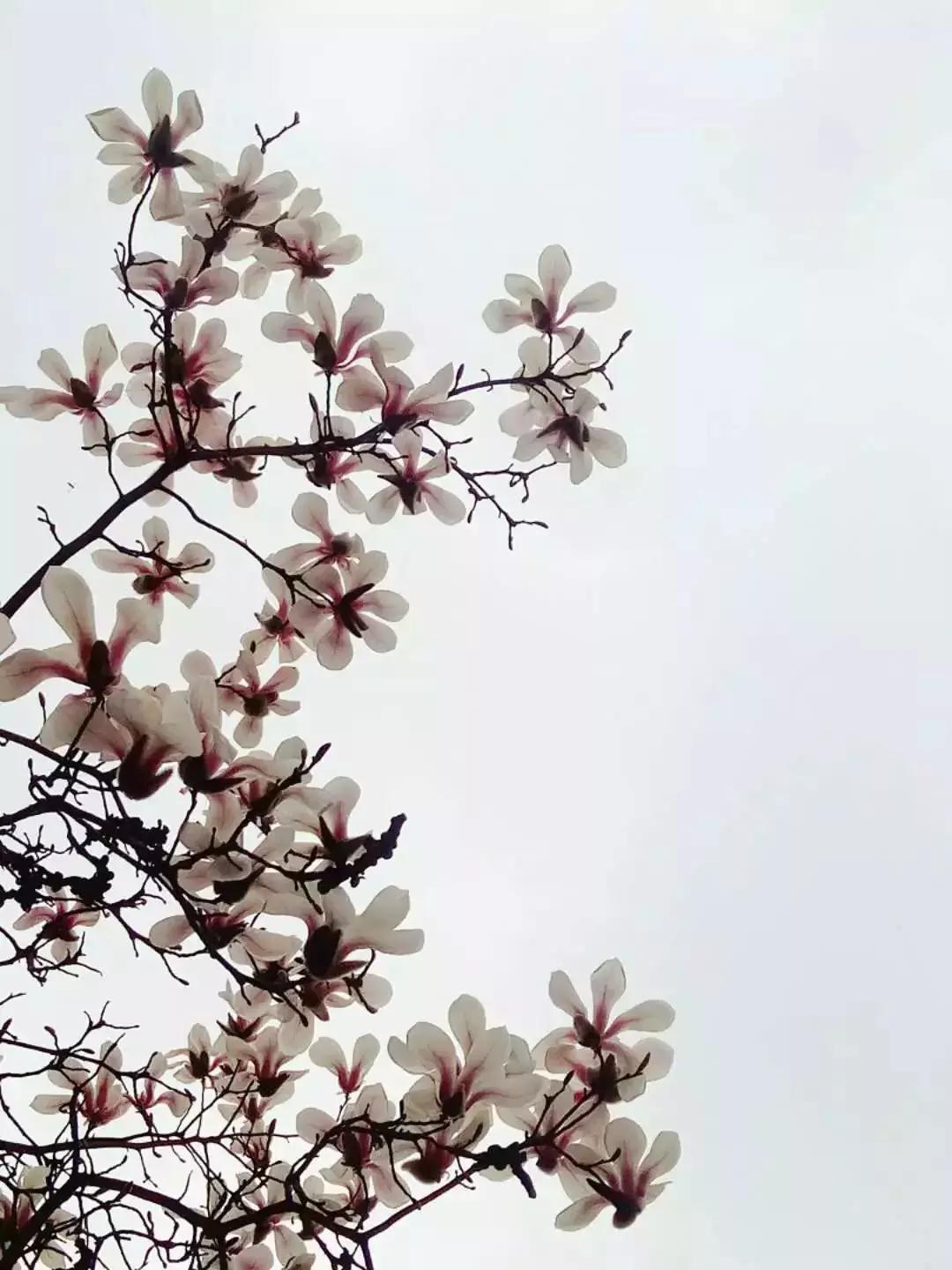 手机摄影作品周末篇赏析,手机拍100个高逼格摄影作品