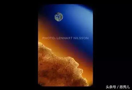 摄影大师花费10年，用镜头记录精子与卵子结合并发育成长的过程！