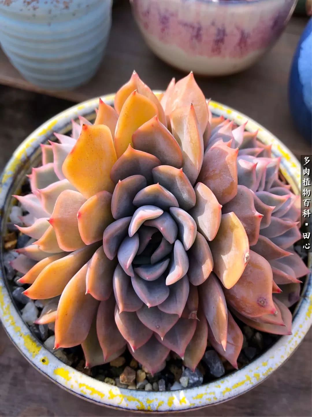 美肉再一次袭来，惊艳了时光，温柔了岁月！