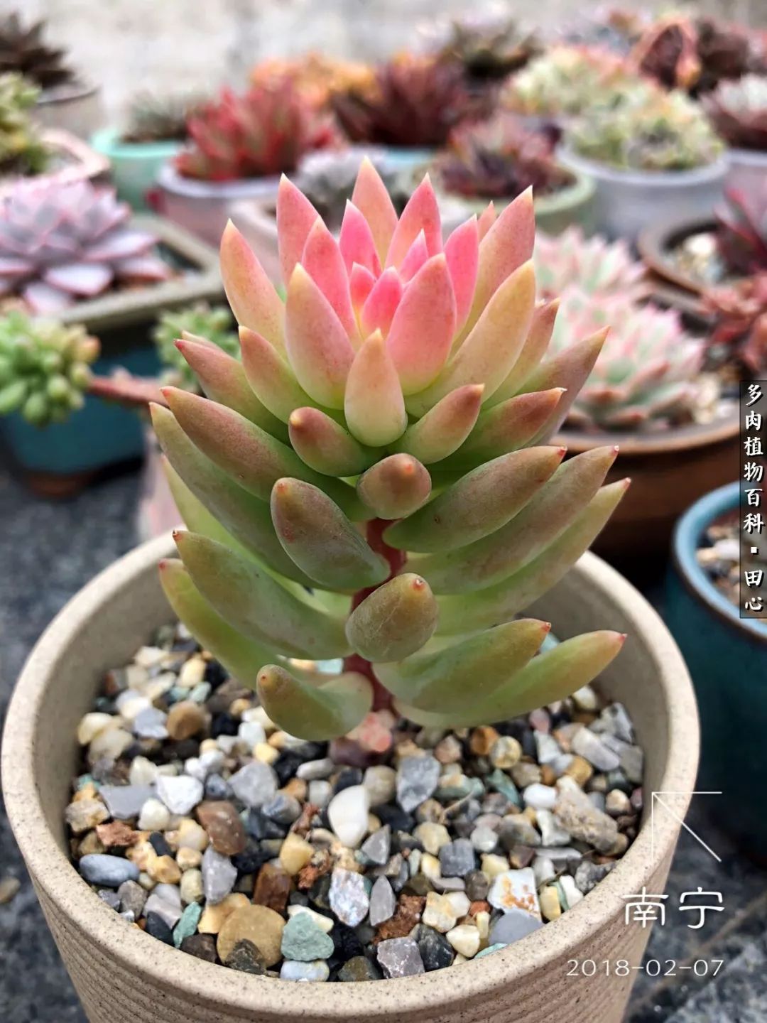 美肉再一次袭来，惊艳了时光，温柔了岁月！