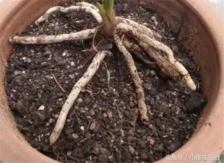 怎么给花土消毒除虫,种花前如何对花土消毒