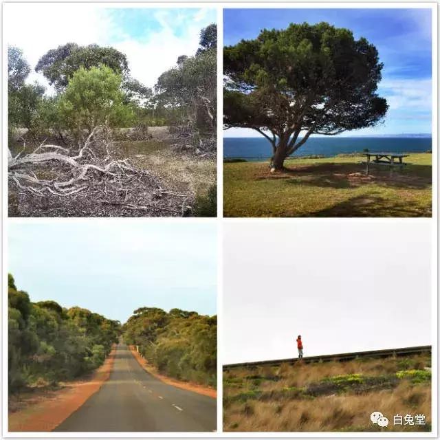 「白兔堂」可能只有不到10%的游客在澳洲玩到了这些！你玩对了吗？