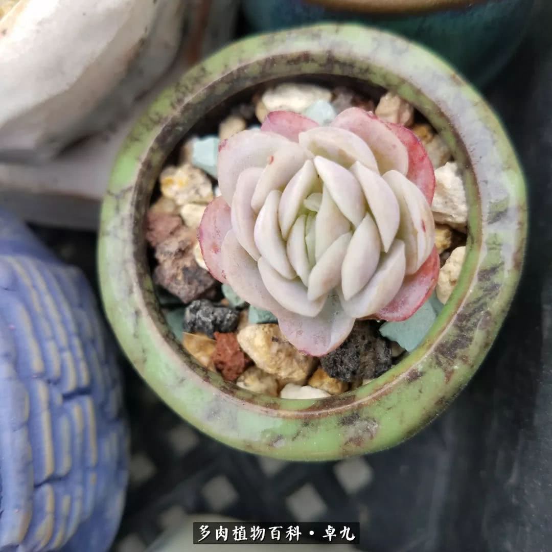 养多肉你遇到的奇葩事,养多肉的男士