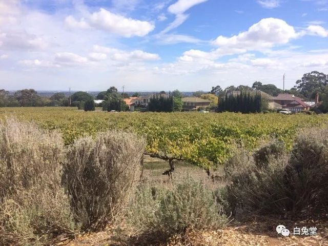 「白兔堂」可能只有不到10%的游客在澳洲玩到了这些！你玩对了吗？