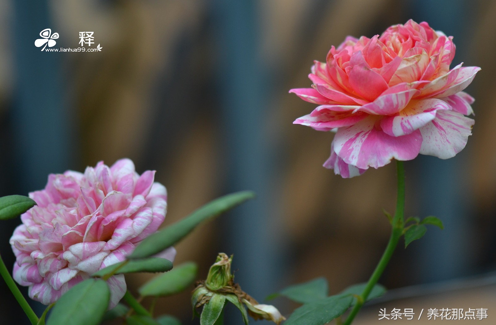 养月季必须知道的6个常识,月季怎么养才能爆盆和爬满墙