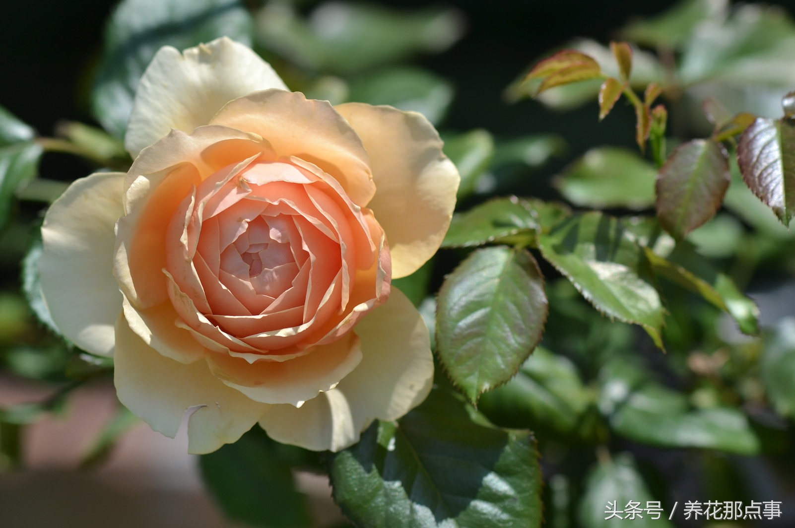 养月季必须知道的6个常识,月季怎么养才能爆盆和爬满墙