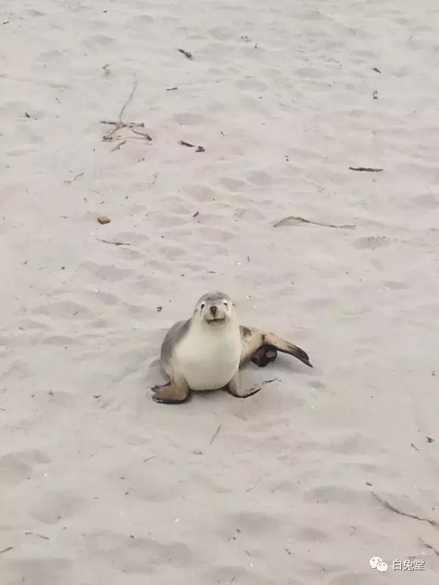 「白兔堂」可能只有不到10%的游客在澳洲玩到了这些！你玩对了吗？