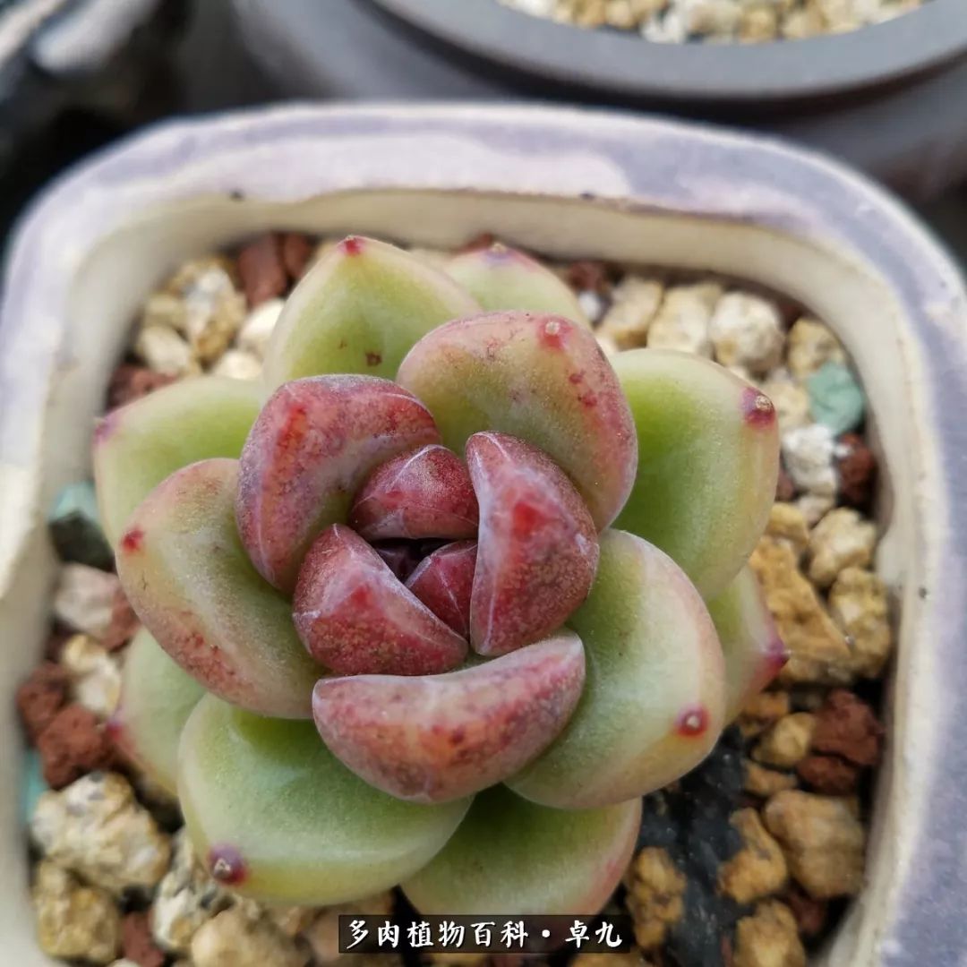 养多肉你遇到的奇葩事,养多肉的男士