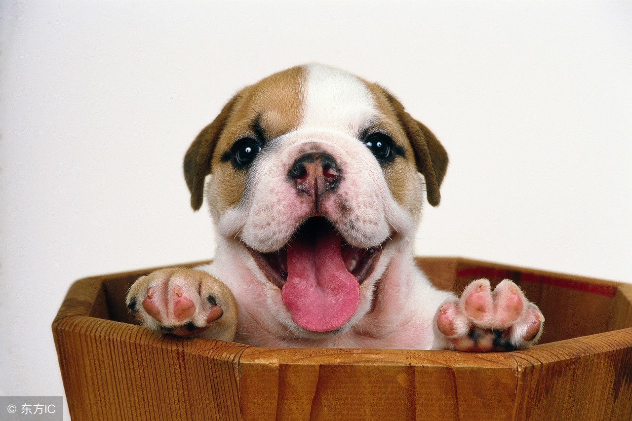 狗狗体外驱虫药有哪些,狗狗体外驱虫药最便宜的有哪些