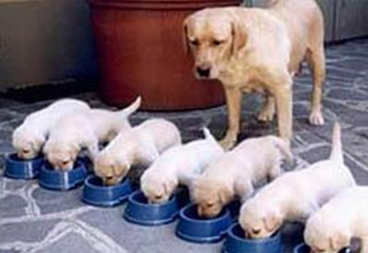 狗狗怀孕了怎么办？这些护理方法你知道吗？