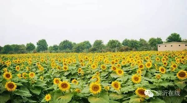 请不要听说临沂，请听临沂说......