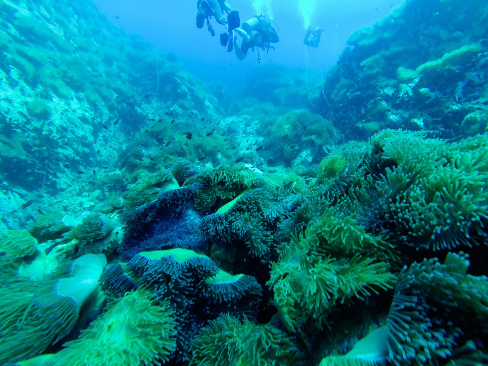 八个绝佳的潜水圣地建议收藏哦,全球最适合潜水的城市
