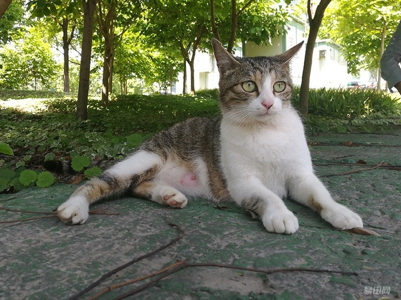 荣耀v8特色,荣耀v8是旗舰版吗