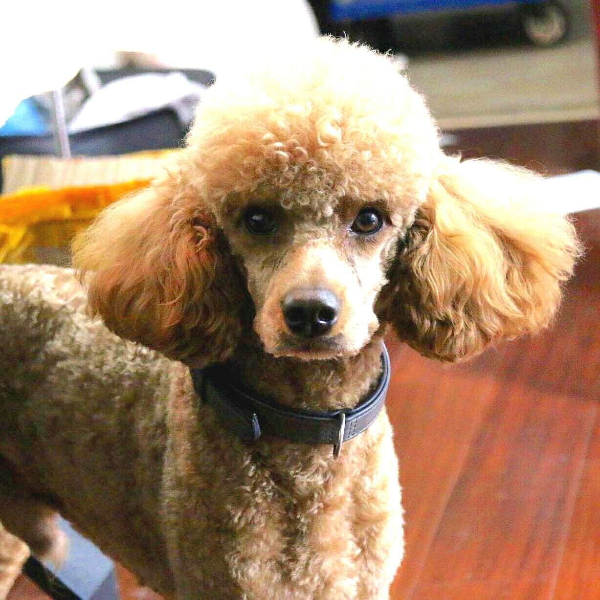 家用好物小狗吸尘器,小狗吸尘器筒式