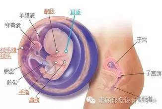 孕育学堂,怀孕九周发烧对胎儿发育有影响吗