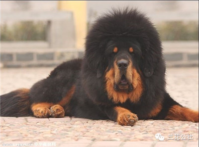 各种狗狗及其身价，狗迷们赶紧收藏起来