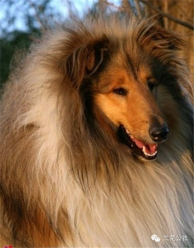 各种狗狗及其身价，狗迷们赶紧收藏起来