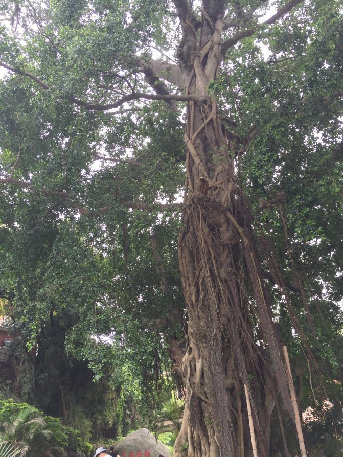 鼓浪屿自驾游全攻略,厦门鼓浪屿登岛全攻略