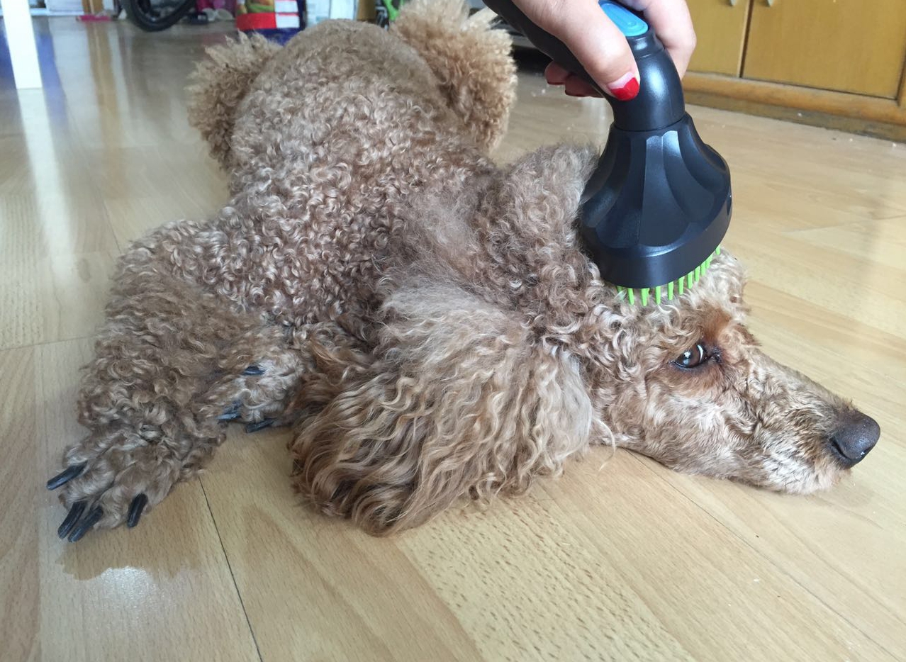 家用好物小狗吸尘器,小狗吸尘器筒式