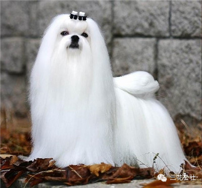 各种狗狗及其身价，狗迷们赶紧收藏起来