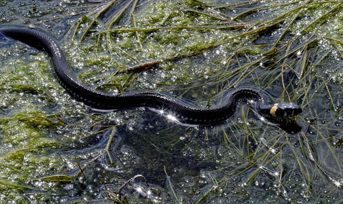 野生巨大五步蛇,五步蛇和野生蛇