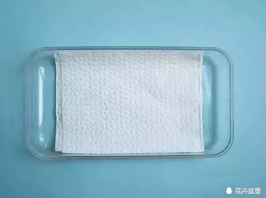 花种催芽方法有哪些呢,各种花种催芽方法