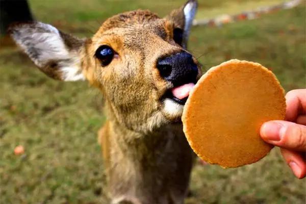 喜欢旅行是出于什么心理,喜欢去英国留学的原因