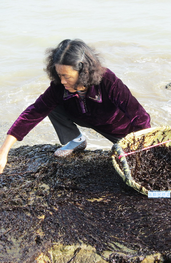潮汕紫菜有多厉害,紫菜到底好不好
