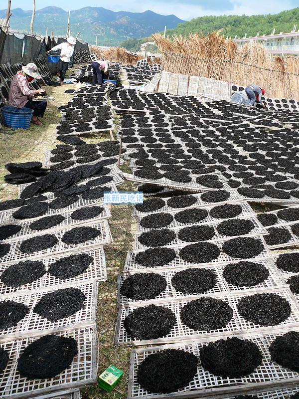 潮汕紫菜有多厉害,紫菜到底好不好