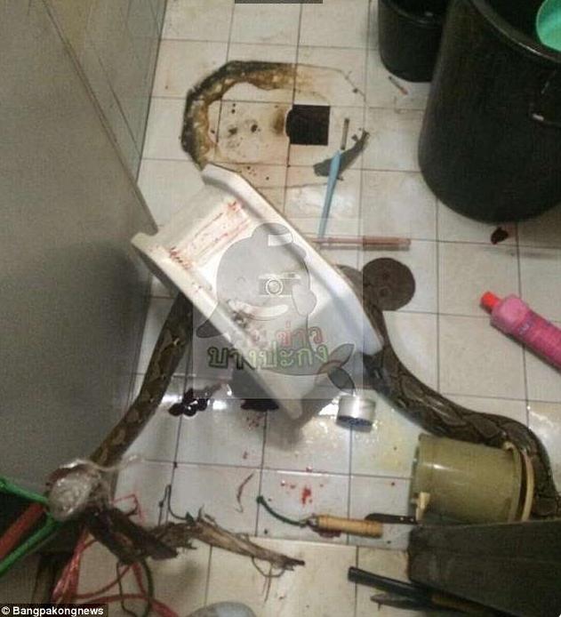 泰国一男子上厕所时被马桶里钻出的蟒蛇咬伤*体下**