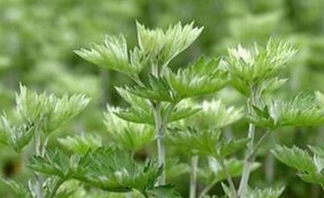 百草之王艾草的四大神奇美容功效,百草之王是治什么的