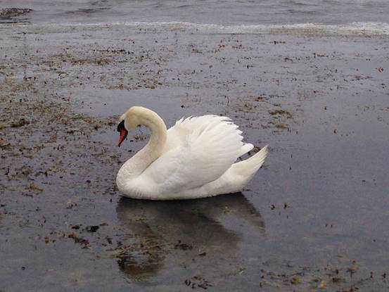施华洛世奇白天鹅10年,马尔默全集完整版