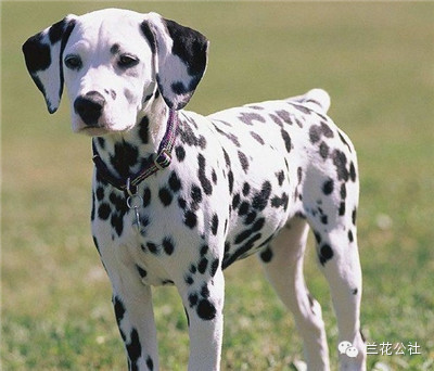 各种狗狗及其身价，狗迷们赶紧收藏起来