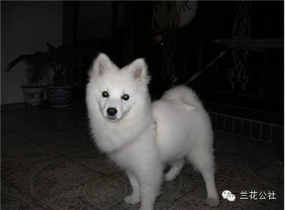 各种狗狗及其身价，狗迷们赶紧收藏起来