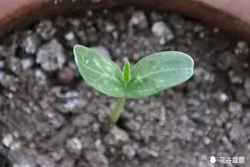 花种催芽方法有哪些呢,各种花种催芽方法