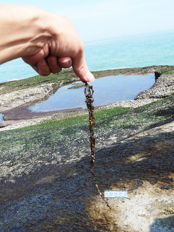 潮汕紫菜有多厉害,紫菜到底好不好