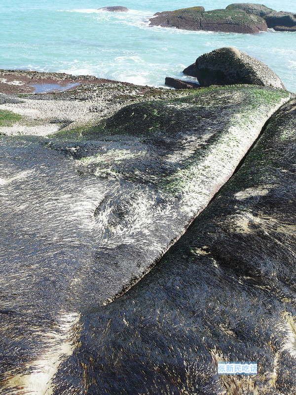 潮汕紫菜有多厉害,紫菜到底好不好