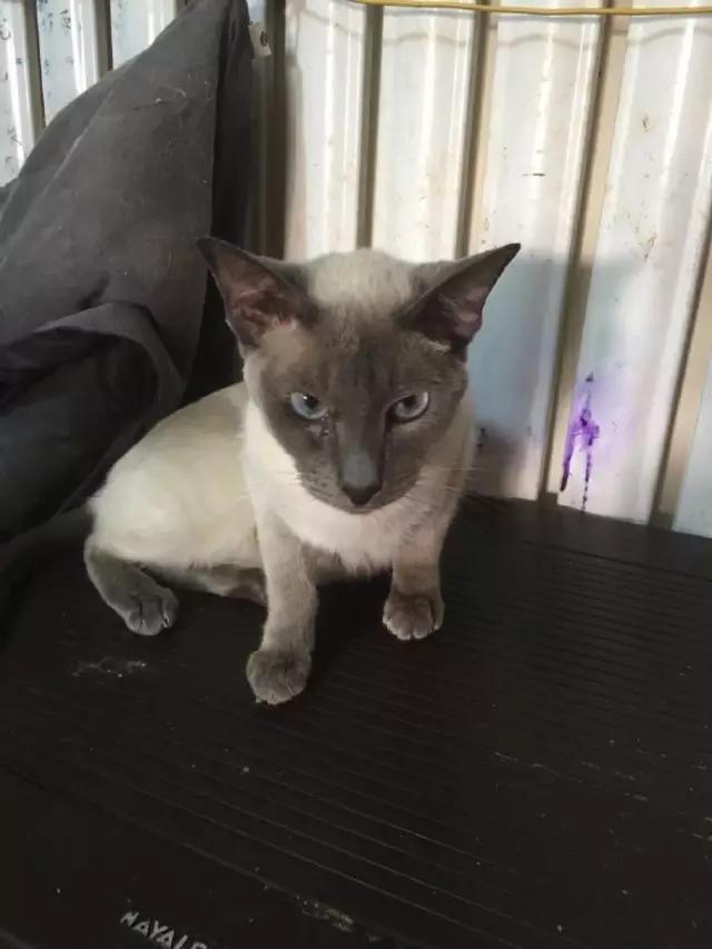 收养流浪狗自家狗狗染病,流浪狗被收养后都到哪里去了