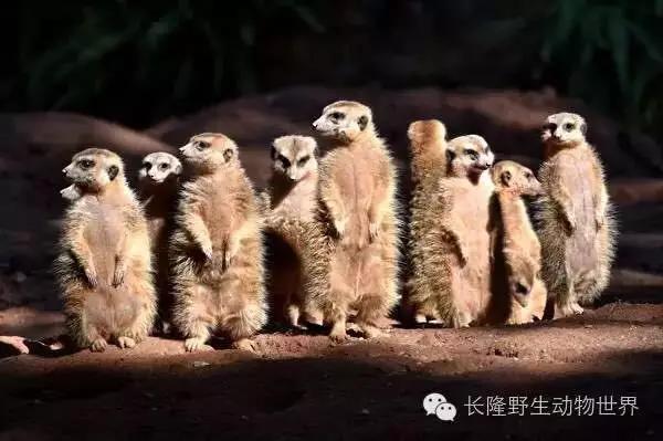 长隆适合小朋友玩的地方,长隆有哪些小朋友可以玩的项目