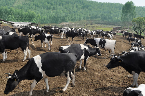 柳州康小乐牛奶,柳州康小乐鲜奶