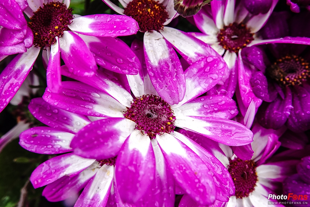 好雨知时节当春乃发生视频素材,索尼rx10iv视频性能