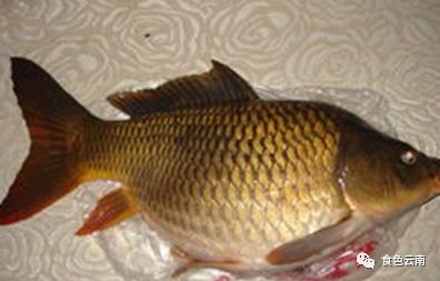 云南淡水鱼类图鉴,云南鱼类有哪些