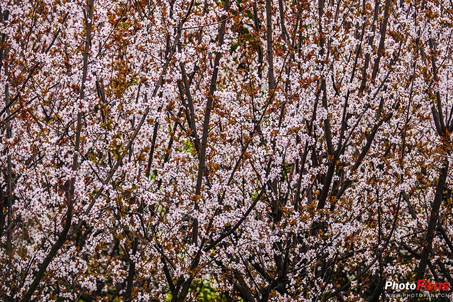 好雨知时节当春乃发生视频素材,索尼rx10iv视频性能
