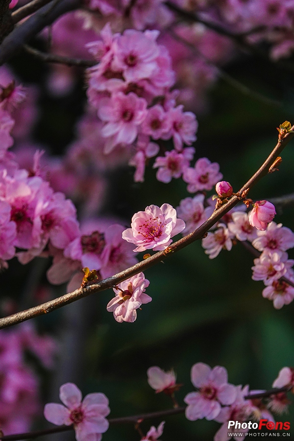 好雨知时节当春乃发生视频素材,索尼rx10iv视频性能