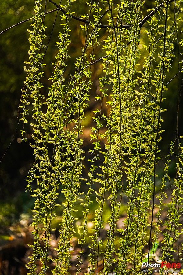 好雨知时节当春乃发生视频素材,索尼rx10iv视频性能
