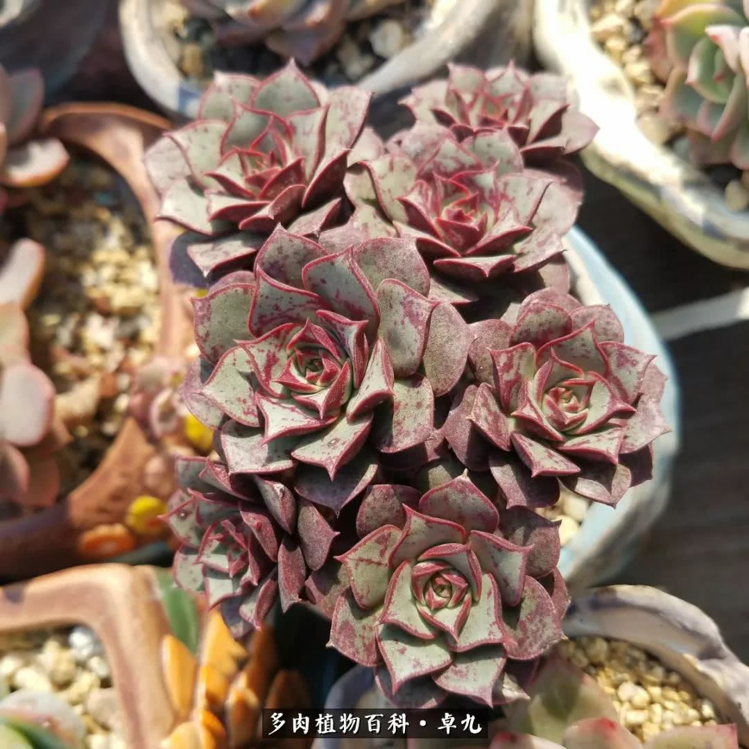 养多肉你遇到的奇葩事,养多肉的男士